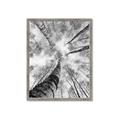 Picture of Look up Birch _GroupedProduct_Rectangle_Portrait_Photography _GroupedProduct_Rectangle_Portrait_Framed_Matted_