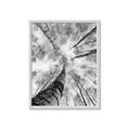Picture of Look up Birch _GroupedProduct_Rectangle_Portrait_Photography _GroupedProduct_Rectangle_Portrait_Framed_Matted_