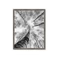 Picture of Look up Birch _GroupedProduct_Rectangle_Portrait_Photography _GroupedProduct_Rectangle_Portrait_Framed_Matted_
