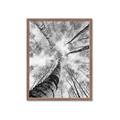 Picture of Look up Birch _GroupedProduct_Rectangle_Portrait_Photography _GroupedProduct_Rectangle_Portrait_Framed_Matted_