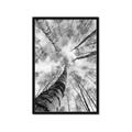 Picture of Look up Birch _GroupedProduct_Rectangle_Portrait_Photography _GroupedProduct_Rectangle_Portrait_Framed_Matted_