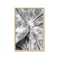 Picture of Look up Birch _GroupedProduct_Rectangle_Portrait_Photography _GroupedProduct_Rectangle_Portrait_Framed_Matted_