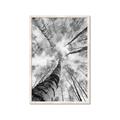 Picture of Look up Birch _GroupedProduct_Rectangle_Portrait_Photography _GroupedProduct_Rectangle_Portrait_Framed_Matted_