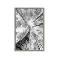 Picture of Look up Birch _GroupedProduct_Rectangle_Portrait_Photography _GroupedProduct_Rectangle_Portrait_Framed_Matted_