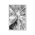 Picture of Look up Birch _GroupedProduct_Rectangle_Portrait_Photography _GroupedProduct_Rectangle_Portrait_Framed_Matted_