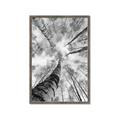 Picture of Look up Birch _GroupedProduct_Rectangle_Portrait_Photography _GroupedProduct_Rectangle_Portrait_Framed_Matted_
