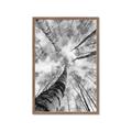 Picture of Look up Birch _GroupedProduct_Rectangle_Portrait_Photography _GroupedProduct_Rectangle_Portrait_Framed_Matted_