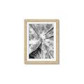 Picture of Look up Birch _GroupedProduct_Rectangle_Portrait_Photography _GroupedProduct_Rectangle_Portrait_Framed_Matted_