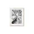 Picture of Look up Birch _GroupedProduct_Rectangle_Portrait_Photography _GroupedProduct_Rectangle_Portrait_Framed_Matted_