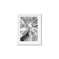 Picture of Look up Birch _GroupedProduct_Rectangle_Portrait_Photography _GroupedProduct_Rectangle_Portrait_Framed_Matted_