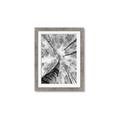 Picture of Look up Birch _GroupedProduct_Rectangle_Portrait_Photography _GroupedProduct_Rectangle_Portrait_Framed_Matted_