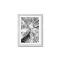 Picture of Look up Birch _GroupedProduct_Rectangle_Portrait_Photography _GroupedProduct_Rectangle_Portrait_Framed_Matted_
