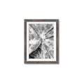 Picture of Look up Birch _GroupedProduct_Rectangle_Portrait_Photography _GroupedProduct_Rectangle_Portrait_Framed_Matted_