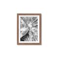 Picture of Look up Birch _GroupedProduct_Rectangle_Portrait_Photography _GroupedProduct_Rectangle_Portrait_Framed_Matted_