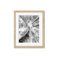 Picture of Look up Birch _GroupedProduct_Rectangle_Portrait_Photography _GroupedProduct_Rectangle_Portrait_Framed_Matted_
