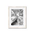 Picture of Look up Birch _GroupedProduct_Rectangle_Portrait_Photography _GroupedProduct_Rectangle_Portrait_Framed_Matted_