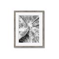 Picture of Look up Birch _GroupedProduct_Rectangle_Portrait_Photography _GroupedProduct_Rectangle_Portrait_Framed_Matted_