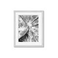 Picture of Look up Birch _GroupedProduct_Rectangle_Portrait_Photography _GroupedProduct_Rectangle_Portrait_Framed_Matted_