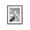 Picture of Look up Birch _GroupedProduct_Rectangle_Portrait_Photography _GroupedProduct_Rectangle_Portrait_Framed_Matted_