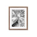 Picture of Look up Birch _GroupedProduct_Rectangle_Portrait_Photography _GroupedProduct_Rectangle_Portrait_Framed_Matted_
