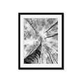 Picture of Look up Birch _GroupedProduct_Rectangle_Portrait_Photography _GroupedProduct_Rectangle_Portrait_Framed_Matted_