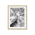 Picture of Look up Birch _GroupedProduct_Rectangle_Portrait_Photography _GroupedProduct_Rectangle_Portrait_Framed_Matted_