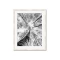 Picture of Look up Birch _GroupedProduct_Rectangle_Portrait_Photography _GroupedProduct_Rectangle_Portrait_Framed_Matted_
