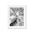 Picture of Look up Birch _GroupedProduct_Rectangle_Portrait_Photography _GroupedProduct_Rectangle_Portrait_Framed_Matted_