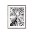 Picture of Look up Birch _GroupedProduct_Rectangle_Portrait_Photography _GroupedProduct_Rectangle_Portrait_Framed_Matted_