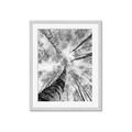 Picture of Look up Birch _GroupedProduct_Rectangle_Portrait_Photography _GroupedProduct_Rectangle_Portrait_Framed_Matted_