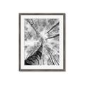 Picture of Look up Birch _GroupedProduct_Rectangle_Portrait_Photography _GroupedProduct_Rectangle_Portrait_Framed_Matted_