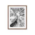 Picture of Look up Birch _GroupedProduct_Rectangle_Portrait_Photography _GroupedProduct_Rectangle_Portrait_Framed_Matted_