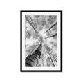 Picture of Look up Birch _GroupedProduct_Rectangle_Portrait_Photography _GroupedProduct_Rectangle_Portrait_Framed_Matted_