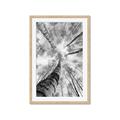 Picture of Look up Birch _GroupedProduct_Rectangle_Portrait_Photography _GroupedProduct_Rectangle_Portrait_Framed_Matted_
