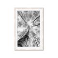Picture of Look up Birch _GroupedProduct_Rectangle_Portrait_Photography _GroupedProduct_Rectangle_Portrait_Framed_Matted_