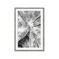 Picture of Look up Birch _GroupedProduct_Rectangle_Portrait_Photography _GroupedProduct_Rectangle_Portrait_Framed_Matted_