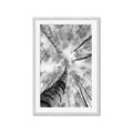 Picture of Look up Birch _GroupedProduct_Rectangle_Portrait_Photography _GroupedProduct_Rectangle_Portrait_Framed_Matted_