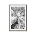 Picture of Look up Birch _GroupedProduct_Rectangle_Portrait_Photography _GroupedProduct_Rectangle_Portrait_Framed_Matted_