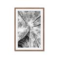 Picture of Look up Birch _GroupedProduct_Rectangle_Portrait_Photography _GroupedProduct_Rectangle_Portrait_Framed_Matted_