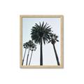 Picture of Palm Trees  _GroupedProduct_Rectangle_Portrait_Photography _GroupedProduct_Rectangle_Portrait_Framed_Matted_
