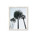 Picture of Palm Trees  _GroupedProduct_Rectangle_Portrait_Photography _GroupedProduct_Rectangle_Portrait_Framed_Matted_