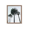 Picture of Palm Trees  _GroupedProduct_Rectangle_Portrait_Photography _GroupedProduct_Rectangle_Portrait_Framed_Matted_