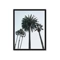 Picture of Palm Trees  _GroupedProduct_Rectangle_Portrait_Photography _GroupedProduct_Rectangle_Portrait_Framed_Matted_