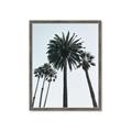 Picture of Palm Trees  _GroupedProduct_Rectangle_Portrait_Photography _GroupedProduct_Rectangle_Portrait_Framed_Matted_