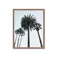 Picture of Palm Trees  _GroupedProduct_Rectangle_Portrait_Photography _GroupedProduct_Rectangle_Portrait_Framed_Matted_