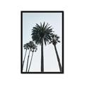 Picture of Palm Trees  _GroupedProduct_Rectangle_Portrait_Photography _GroupedProduct_Rectangle_Portrait_Framed_Matted_