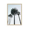 Picture of Palm Trees  _GroupedProduct_Rectangle_Portrait_Photography _GroupedProduct_Rectangle_Portrait_Framed_Matted_