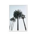 Picture of Palm Trees  _GroupedProduct_Rectangle_Portrait_Photography _GroupedProduct_Rectangle_Portrait_Framed_Matted_