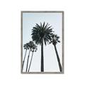 Picture of Palm Trees  _GroupedProduct_Rectangle_Portrait_Photography _GroupedProduct_Rectangle_Portrait_Framed_Matted_