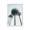 Picture of Palm Trees  _GroupedProduct_Rectangle_Portrait_Photography _GroupedProduct_Rectangle_Portrait_Framed_Matted_